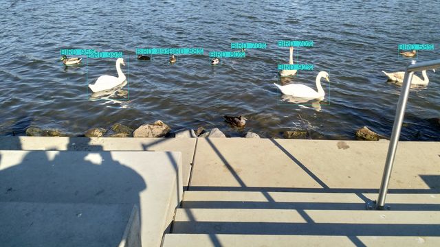 /assets/img/2019-11-01_python-opencv-birds1-640.jpg