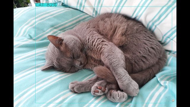 /assets/img/2019-11-01_python-opencv-cat1-640.jpg
