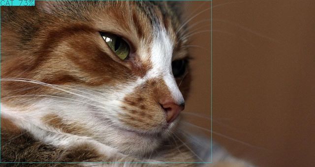 /assets/img/2019-11-01_python-opencv-cat3-640.jpg