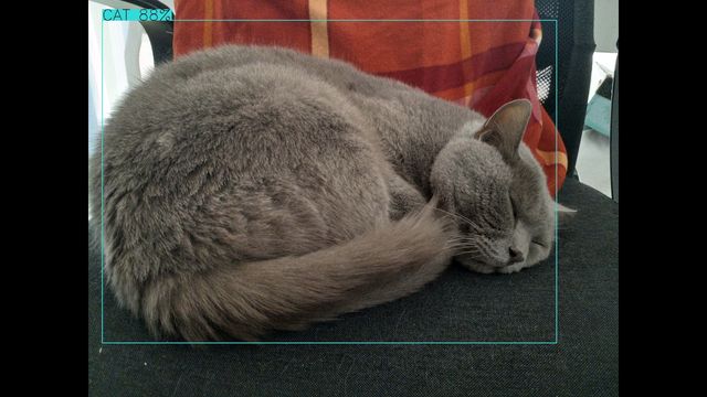 /assets/img/2019-11-01_python-opencv-cat5-640.jpg