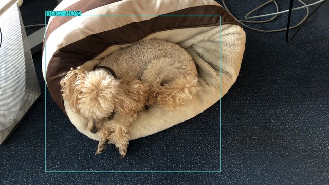/assets/img/2019-11-01_python-opencv-dog1-640.jpg